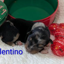 Valentino - Blue merle male Australian Shepherd puppy in Parker, Colorado from Legacy Ranch Australian Shepherds