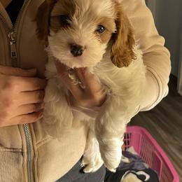 Tammy - Blenheim female Cavapoo puppy in Lexington, Kentucky from Callaway's Cavaliers