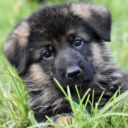 German Shepherds from von Nadar German Shepherds