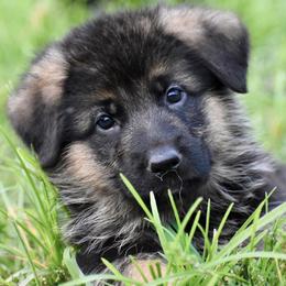 German Shepherds from von Nadar German Shepherds