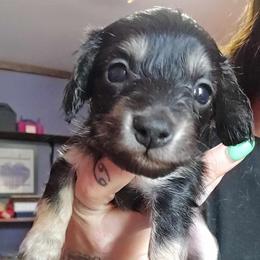 Toot - Black and cream male Dachshund puppy in Rutherfordton, North Carolina from Knock Out Doxie’s