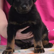 Beauceron Puppies from Oakland Beaucerons
