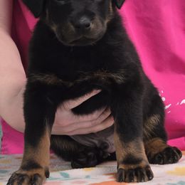 Beauceron Puppies from Oakland Beaucerons