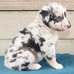 Sketch - Blue merle male Australian Shepherd puppy in Macon, Georgia from Shaina’s Shepherds