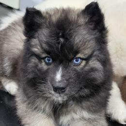 Sparky - Agouti and white male Siberian Husky puppy in East Tawas, Michigan from BurnsBerg's Woolies