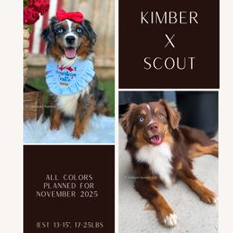 Toy Australian Shepherd puppies from Outland Toy & Mini Aussies