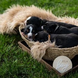 Cornelius - Black white and tan male Entlebucher Mountain Dog puppy in Corvallis, Oregon from Feather Farm's Entles