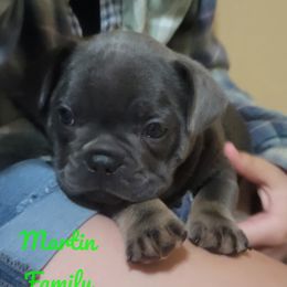 French Bulldogs from Martin Family Kennels