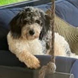 Cosmo - Aussiedoodle