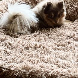 Pomeranian Puppies from Hummingbird & Fox