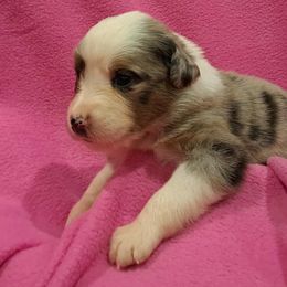 Australian Shepherd Puppies from Persimmon Creek Farm