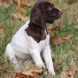 German Shorthaired Pointer Puppies from Fenton River GSP
