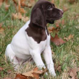 German Shorthaired Pointer Puppies from Fenton River GSP