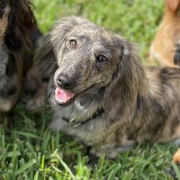 Sundae - Dachshund