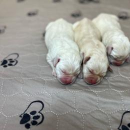 Girl 2 - Yellow female Labrador Retriever puppy in Iowa City, Iowa from Country Road Acres