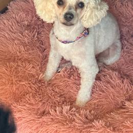 Piper - Poodle