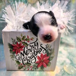 Boy 2 - Black and white male Companion Cross puppy in Davenport, Washington from Lovely Ladies and Little Asses Miniature Equines (L3A Pomeranians & Papillons)