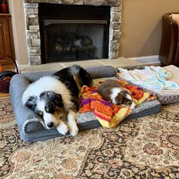 Australian Shepherd Puppies from Cannonrun Aussies