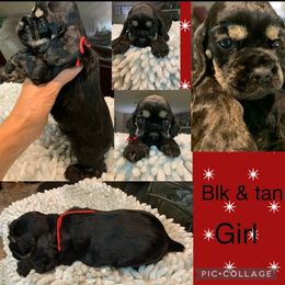 Cocker Spaniel Puppies from Richards' Cocker Kennel