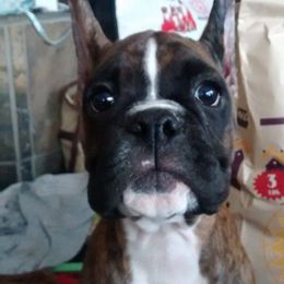 Boxer Puppies from Vintage Boxers