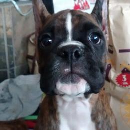 Boxer Puppies from Vintage Boxers