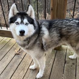 Siberian Huskies from Appalachian Siberians LLC
