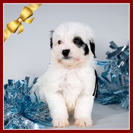 Snoopy - Black and white male Bernedoodle puppy in Connersville, Indiana from Deaz Doodle Ranch