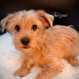 Golden boy - Chocolate and tan male Yorkshire Terrier puppy in Machesney Park, Illinois from Three Yorkie Family