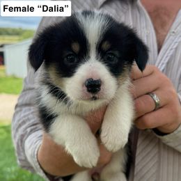 Pembroke Welsh Corgi Puppies from Newton Hay & Cattle