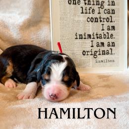 Hamilton (Red collar) - Tri-color male Bernedoodle puppy in Boiling Springs, South Carolina from OlliePups, LLC