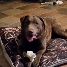 Chesapeake Bay Retriever All Grown Up from Rennocks Top Of The Marsh Chesapeake Bay Retrievers