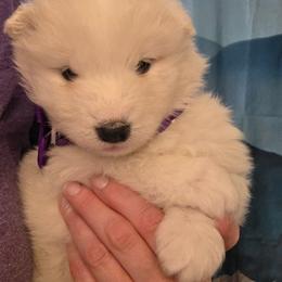 Purple girl - White and biscuit female Samoyed puppy in Elwell, Michigan from Limelight Samoyeds