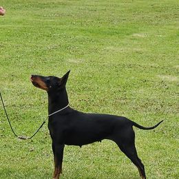 Maze - Manchester Terrier
