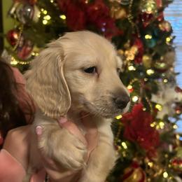 Boy 1 - Cream male Dachshund puppy in Laurel, Mississippi from BB's Dotsies