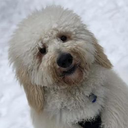 Goldendoodles from Hoaloha Doods