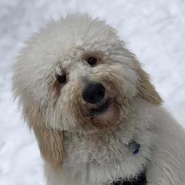 Goldendoodles from Hoaloha Doods