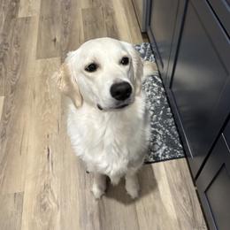 Charli - Golden Retriever