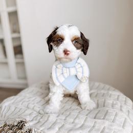 Ást - Love litter - Tri-color male Australian Labradoodle puppy in Syracuse, Indiana from The Doodle Cove