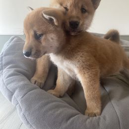 Shiba Inu Puppies from Happy Tails Shiba Inus
