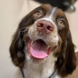 Bevo - English Springer Spaniel