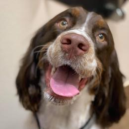 Bevo - English Springer Spaniel