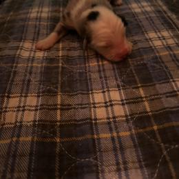 Blue - Blue merle male Australian Shepherd puppy in Lynnville, Indiana from Moonlightaussies