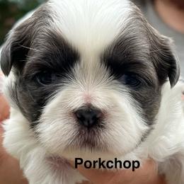 Porkchop - Blue and white male Shih Tzu puppy in Bloomfield, Indiana from Meihem Pups