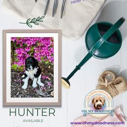 Goldendoodle Puppies from Jeremy Dafoe