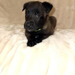 Lime Green Collar - Mahogany male Belgian Malinois puppy in Trenton, Georgia from Laeknir K9