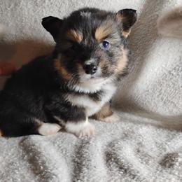 Fluffy Black collar - Black and tan male Pembroke Welsh Corgi puppy in Yelm, Washington from Tolbolton Creek Corgis