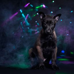 Anakin - Mahogany male Belgian Malinois puppy in Sanger, Texas from Faubion Malinois