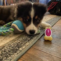 Australian Shepherd Puppies from Sakari Australian Shepherds