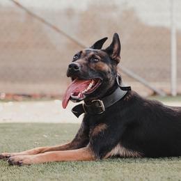 Belgian Malinois from 11:11 Working Dogs