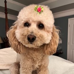 Tillie - Goldendoodle